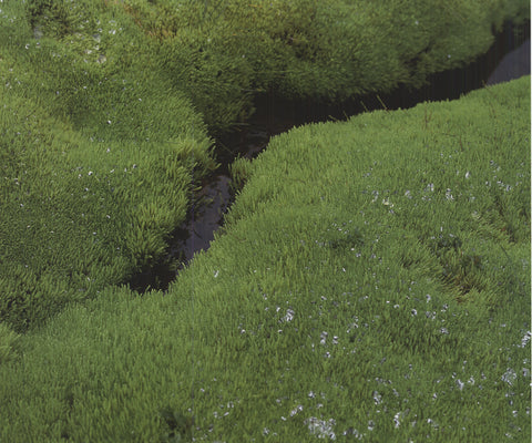 ARCHIV KIEDROWSKI Moss Cushion, Iceland, 2009