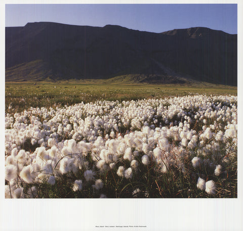 ARCHIV KIEDROWSKI Moor, Iceland, 2009