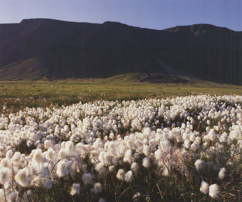 ARCHIV KIEDROWSKI Moor, Iceland, 2009