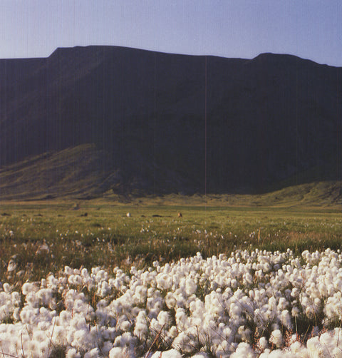 ARCHIV KIEDROWSKI Moor, Iceland, 2009