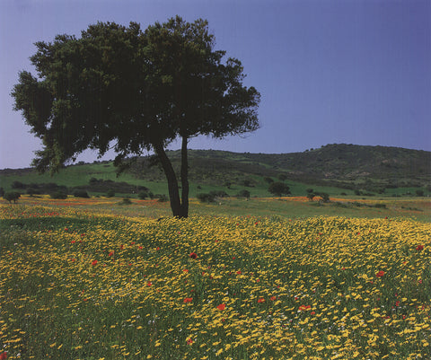 ARCHIV KIEDROWSKI Tuscany, Italy, 2009