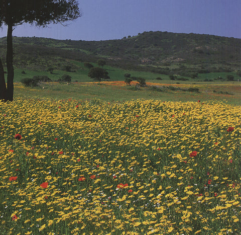 ARCHIV KIEDROWSKI Tuscany, Italy, 2009