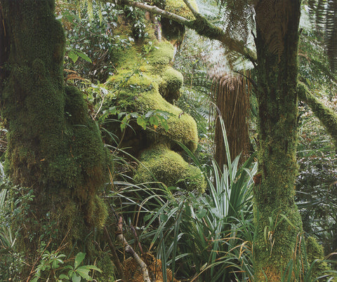 ARCHIV KIEDROWSKI Mount Egmont N.P., New Zealand, 2009