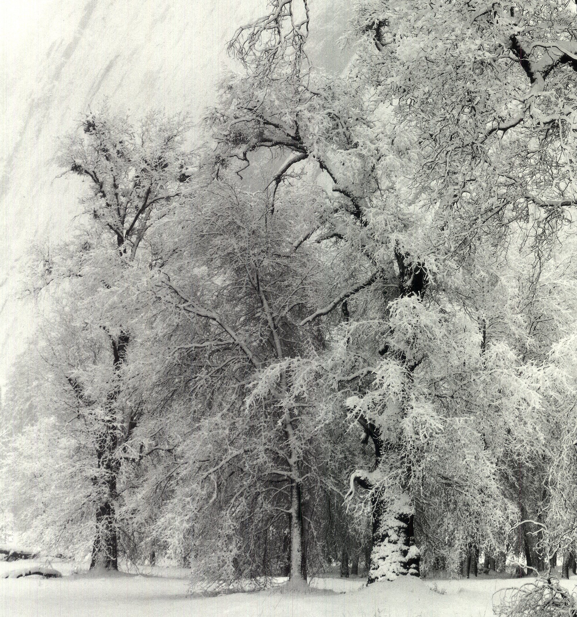 ANSEL ADAMS Oak Tree, Snowstorm, Yosemite National Park, California (1948),  1997